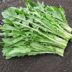 İtalyan Mutfağına Özgü Doğal Catalogna Emerald Endive Tohumu (50 Tohum)