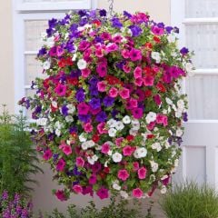 Potunia Plus Serisi Mixed Petunya Fidesi (10 adet)