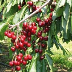 Tüplü Çok Erkenci Bol Verimli Yarı Bodur Vista Kiraz Fidanı