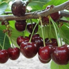 Tüplü Aromatik Kendine Verimli Yarı Bodur Noble Kiraz Fidanı