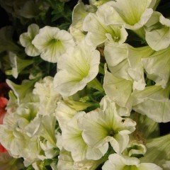 Potunia Plus Serisi Yellow Petunya Çiçeği Fidesi (3 adet)