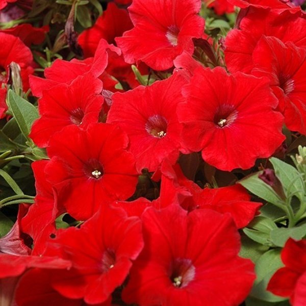Potunia Plus Serisi Red Petunia Flower Seedlingi (3 adet)