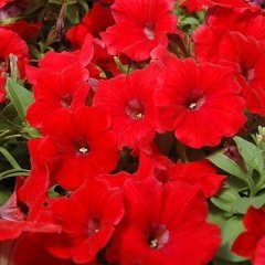 Potunia Plus Serisi Red Petunia Flower Seedlingi (3 adet)