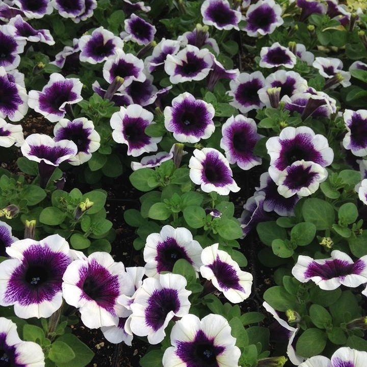 Potunia Plus Mor Renkli  Petunya Çiçeği Fidesi(3 adet)