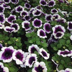 Potunia Plus Mor Renkli  Petunya Çiçeği Fidesi(3 adet)