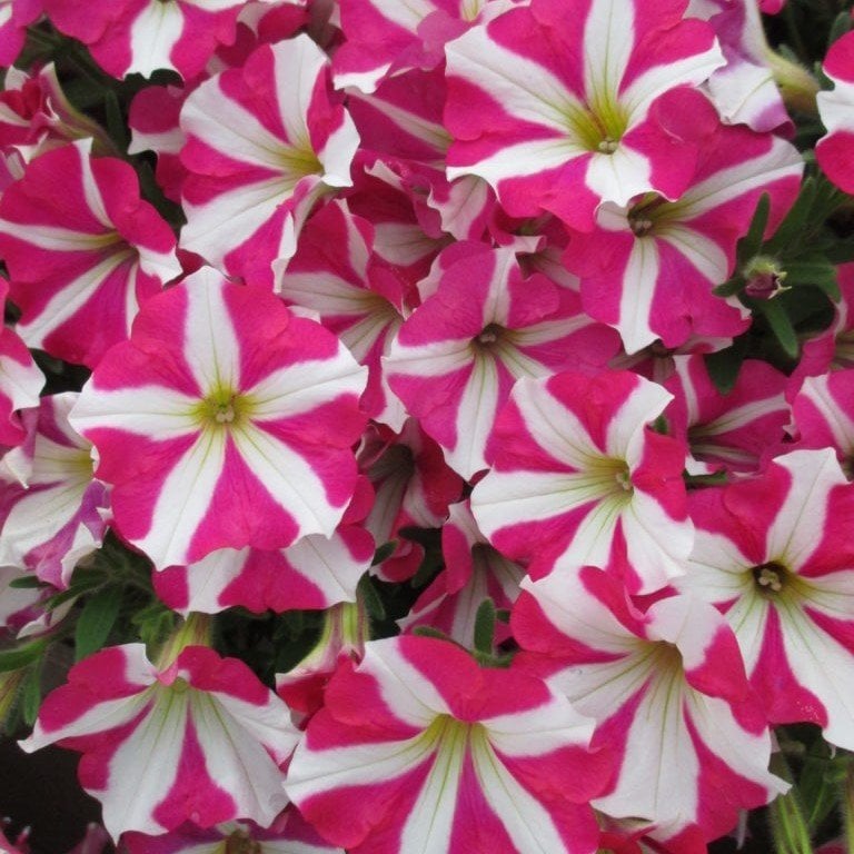 Potunia Plus Magenta Yıldız Petunya Çiçeği Fidesi (3 adet)