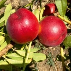 Tüplü Erkenci İri Meyveli Yarı Bodur Zincal 7 (Zinkal) Nektarin Fidanı