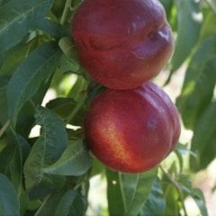Tüplü Geçci Aromatik İri Meyveli Yarı Bodur Sweet Lady Nektarin Fidanı