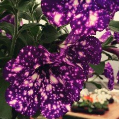 Suprise Sparkling Purple Petunya Fidesi (3 adet)