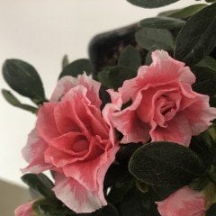 Double Love Çift İri Çiçekli Açelya Fidanı (Saksılı )