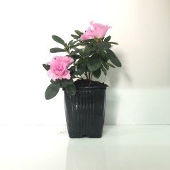 Sultana Pembe Renkli Açelya  Fidanı (Saksılı )