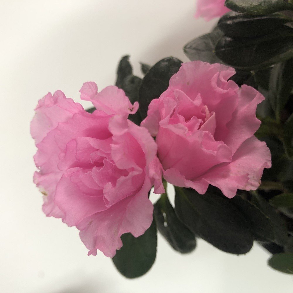 Sultana Pembe Renkli Açelya  Fidanı (Saksılı )