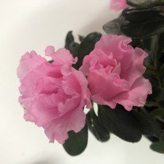 Sultana Pembe Renkli Açelya  Fidanı (Saksılı )
