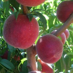 Tüplü Aromatik Bol Verimli Yarı Bodur Carselet Şeftali Fidanı