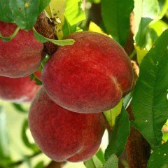 Tüplü Yüksek Verimli Yarı Bodur İri Meyveli Sun Crest Şeftali Fidanı