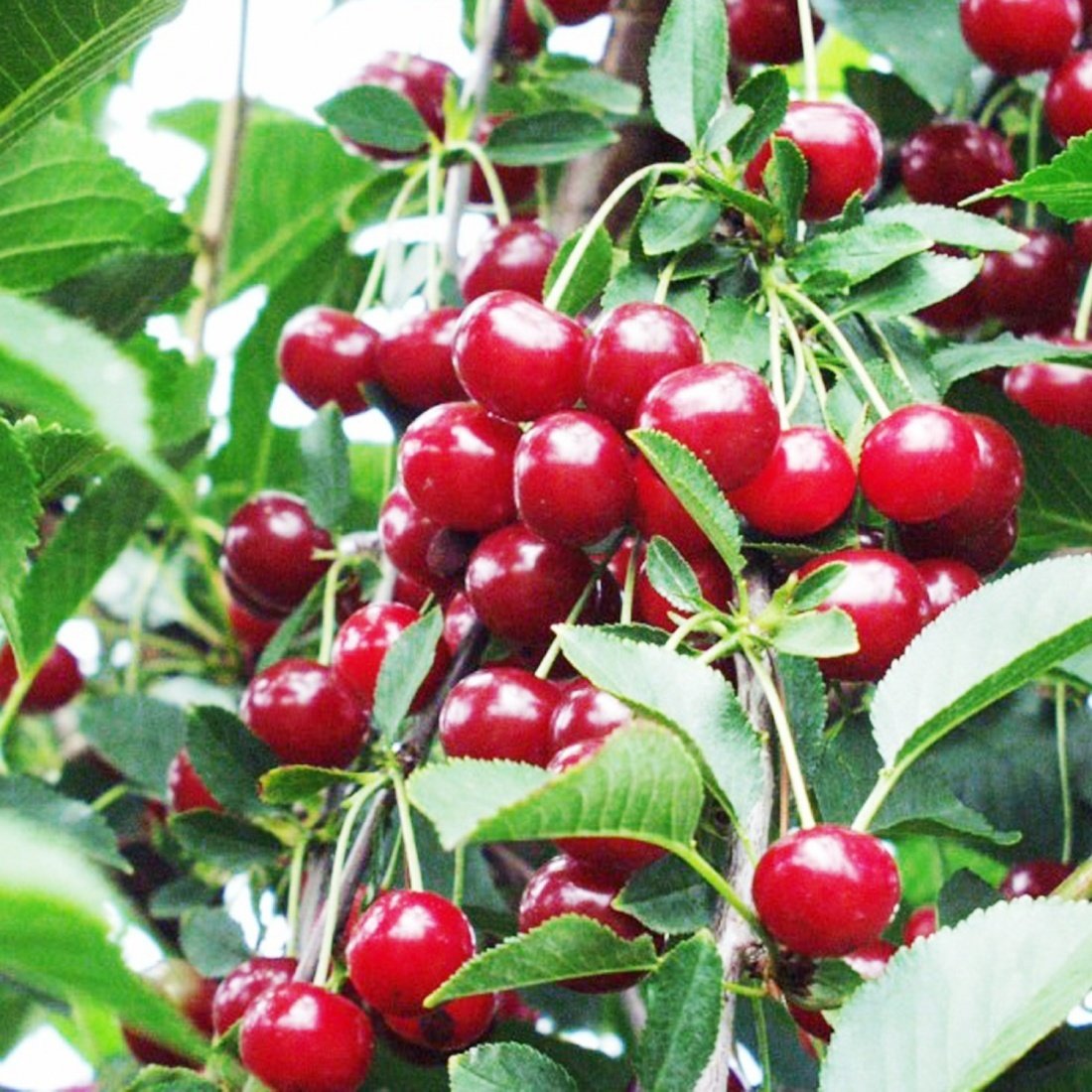 Tüplü Aromatik Kendine Verimli Yarı Bodur Kütahya Vişne Fidanı