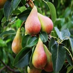 Tüplü Erkenci Tam Bodur June Beauty (Haziran Güzeli) Armut Fidanı