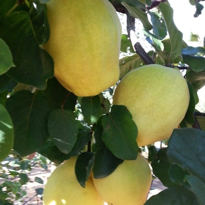 Tüplü Aşılı Bol Verimli Tam Bodur Aromatik Kokulu Limon Ayva Fidanı