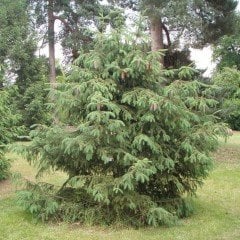 Picea Likiangensis Çin Ladini Tohumu (10 Tohum)