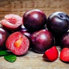 Tüplü Nadir İçi Dışı Kırmızı Verimli Tam Bodur Black Splendor Erik Fidanı