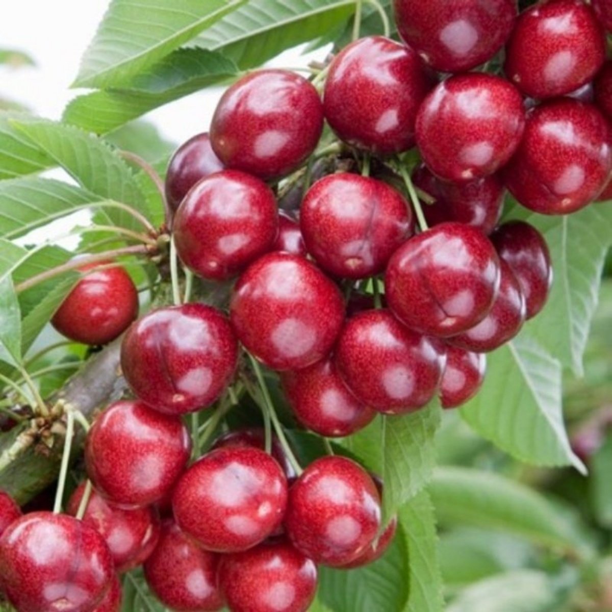 Tüplü Leziz Yüksek Verimli Tam Bodur Sweet Heart Kiraz Fidanı