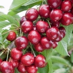 Tüplü Leziz Yüksek Verimli Tam Bodur Sweet Heart Kiraz Fidanı