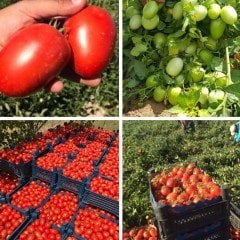 Kamenta Salçalık  Domates Fidesi (5 adet)