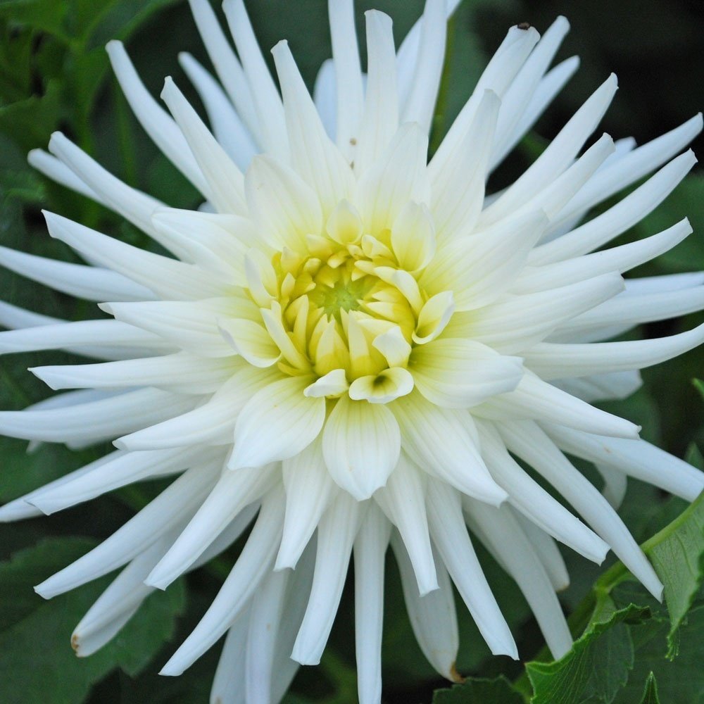 Dev Çiçekli My Love Dahlia Yıldız Yumrusu  ( 1 Adet )