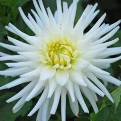 Dev Çiçekli My Love Dahlia Yıldız Yumrusu  ( 1 Adet )