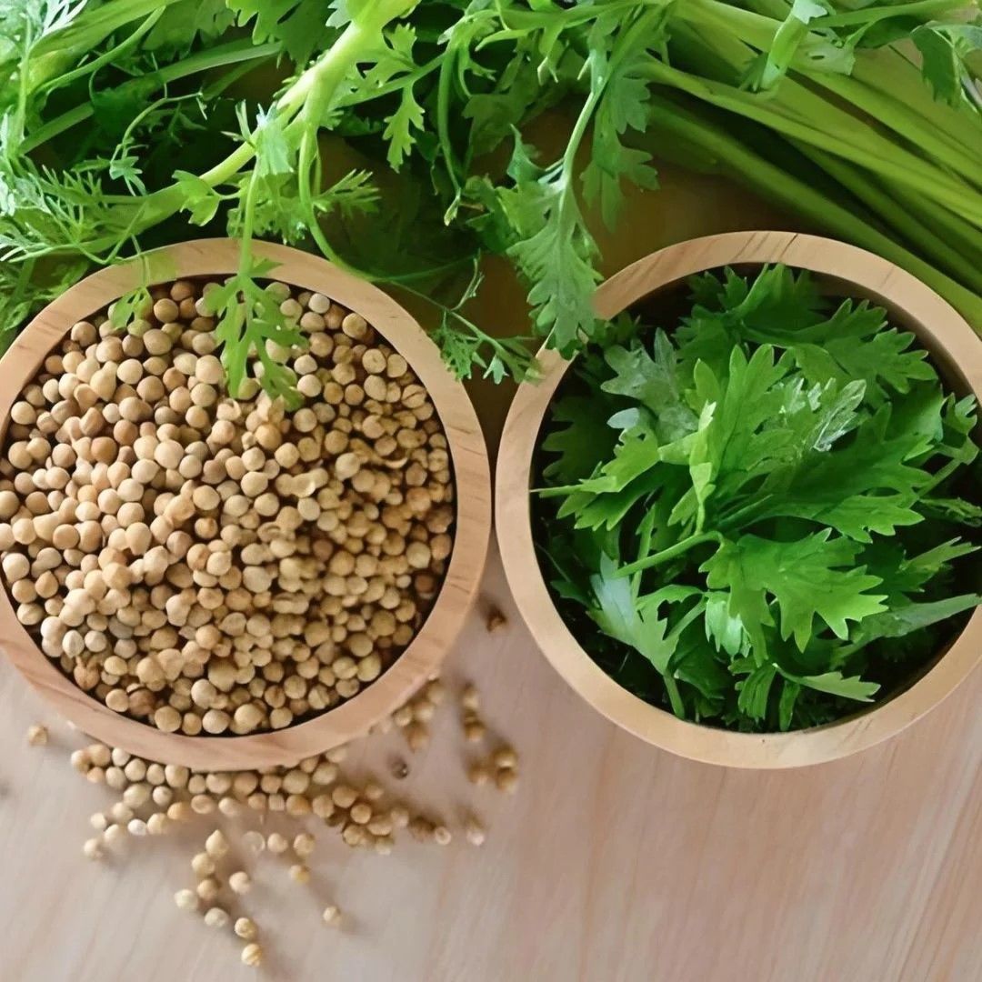 Doğal Geniş Yaprak Doğal Aşotu Kişniş Tohumu  (1 kg)
