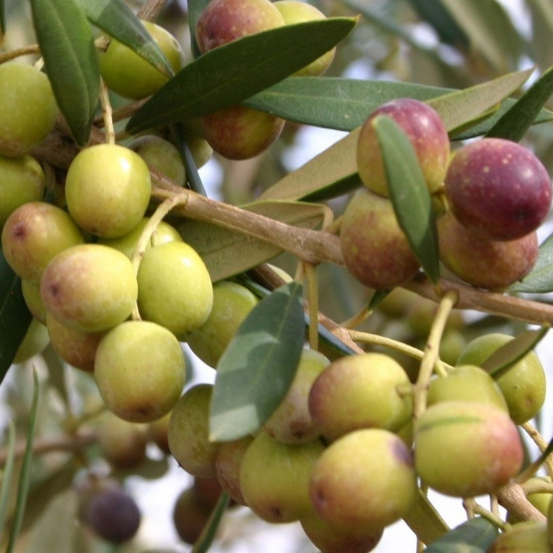 Tüplü Bol Verimli Bodur Arbequina Zeytin Fidanı (2 Yaş)