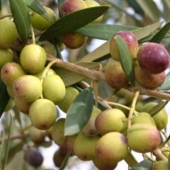 Tüplü Bol Verimli Bodur Arbequina Zeytin Fidanı (2 Yaş)