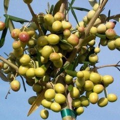 Tüplü Bol Verimli Bodur Arbosana Zeytin Fidanı