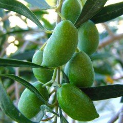 Tüplü Meyve Verme Durumunda Bodur Koroneiki Zeytin Fidanı