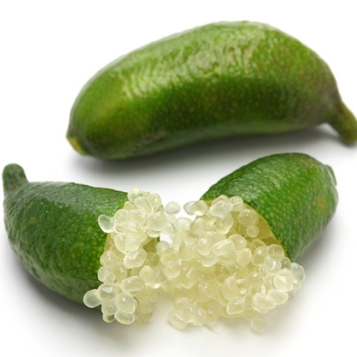 Tüplü Meyve Verme Yaşında  Finger Lime Fidanı
