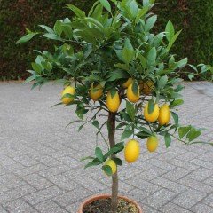 Tüplü Aşılı Nadir Bulunan Tavares Limequat Fidanı