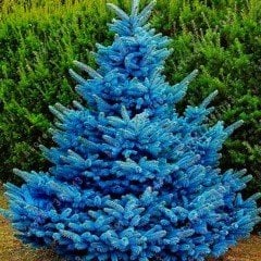 Tüplü Aşılı Hopsi Mavi Ladin Fidanı  (60-100cm)