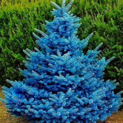 Tüplü Aşılı Hopsi Mavi Ladin Fidanı (40-60cm)