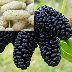 Açık Kök Yediveren Avustralya ve Ayaş Beyaz Dut Fidanı (Çift Aşı)