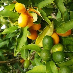 Tüplü Aşılı Baston Tijli Kamkat Kumkat Fidanı