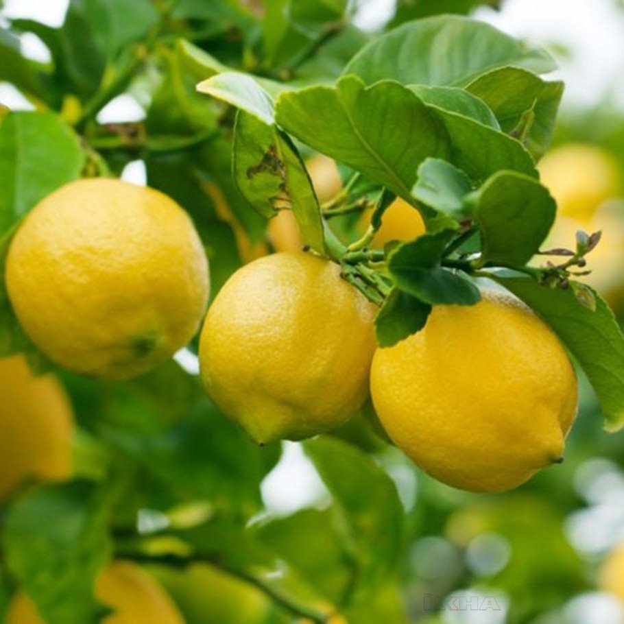 Tüplü Aşılı Verimli Euroka Limon Fidanı