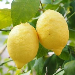 Tüplü Aşılı Çok Yüksek Verimli Yediveren Limon Fidanı