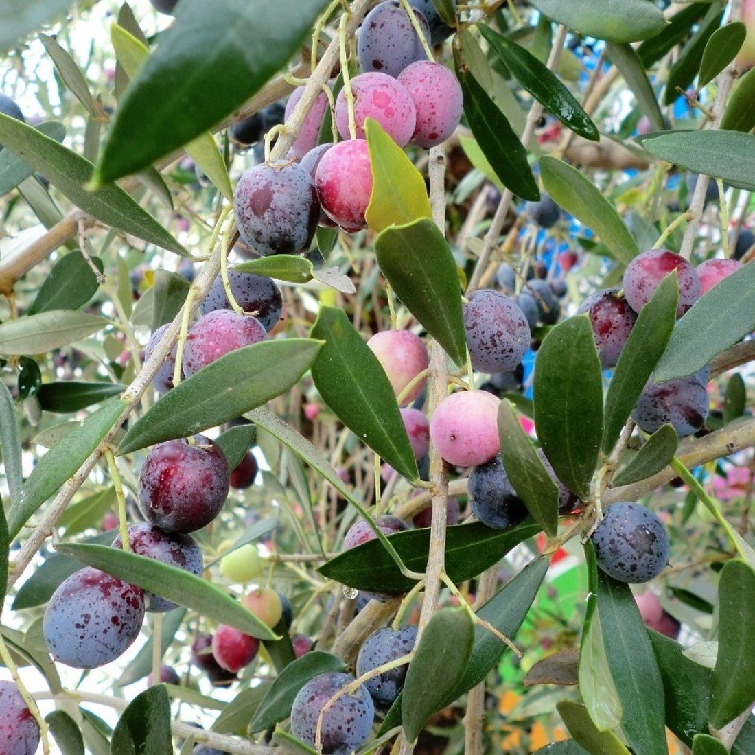 Yeni Hasat Yeşil Kırmalık Orta Boy Ayvalık Zeytin (10 kg)