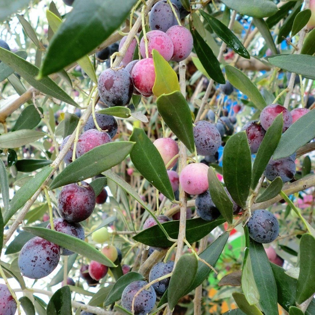 Yeni Hasat Yeşil Kırmalık Çizmelik Orta Boy Ayvalık Zeytin (5 kg)