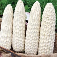 Doğal Hickory King White Beyaz Süt Mısırı Tohumu (5 Tohum)