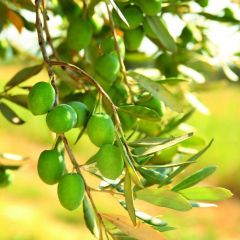 Yeni Hasat Orta Boy Yeşil Kırmalık Çizmelik Gemlik Zeytin (5kg)