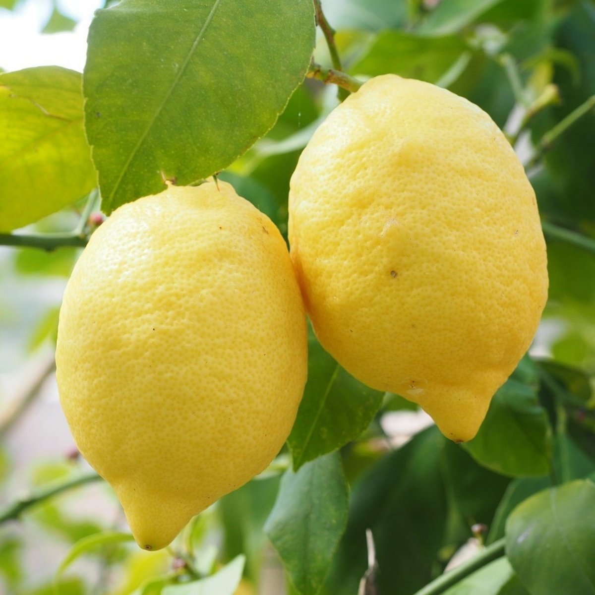 Çok Yaşlı Üzeri Meyveli Yediveren Limon Fidanı Balkon ve İç Mekan İçin İdeal