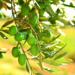 Yeni Hasat İri Boy Yeşil Kırmalık Çizmelik Gemlik Zeytin (10kg)