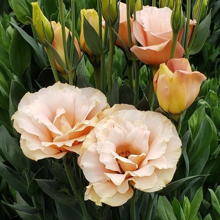 Katmerli Kayısı Renkli Chaconne Apricot Lisianthus  Fidesi(5 Adet)