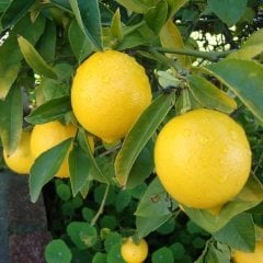 Çok Yaşlı Üzeri Meyveli Mayer Bodur Tipte Limon Fidanı Balkon ve İç Mekan İçin İdeal